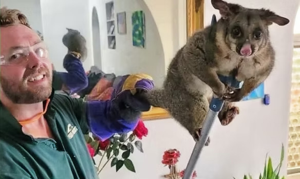 Rohan, The Possum Wrangler – licensed possum removal specialist in Melbourne's Dandenong Ranges