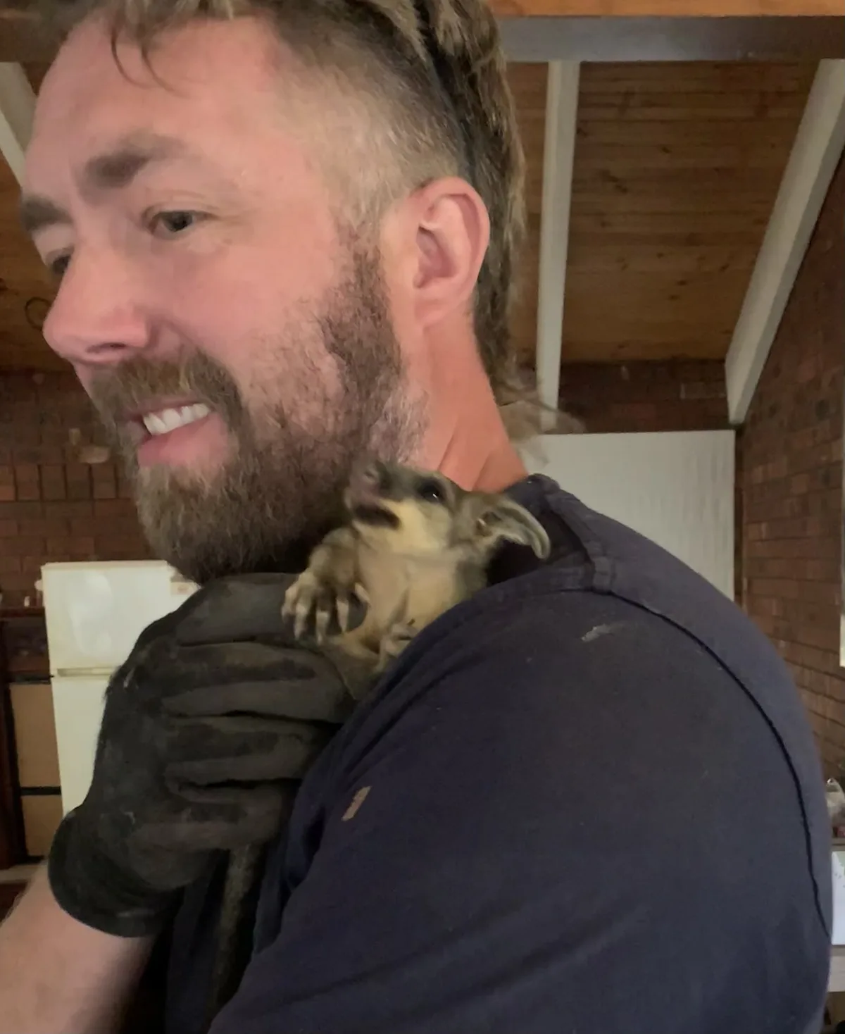 Rohan the Possum Wrangler during a live capture job