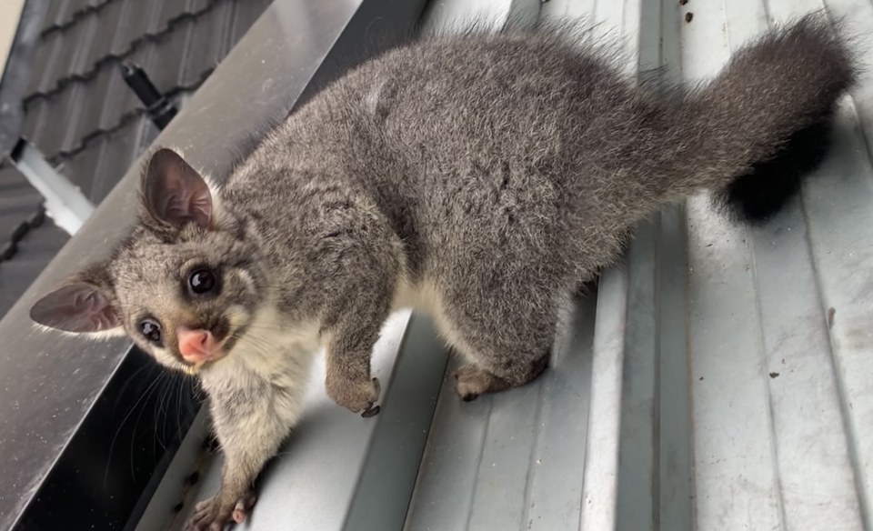 Brushtail possum on a Colorbond roof edge in Melbourne